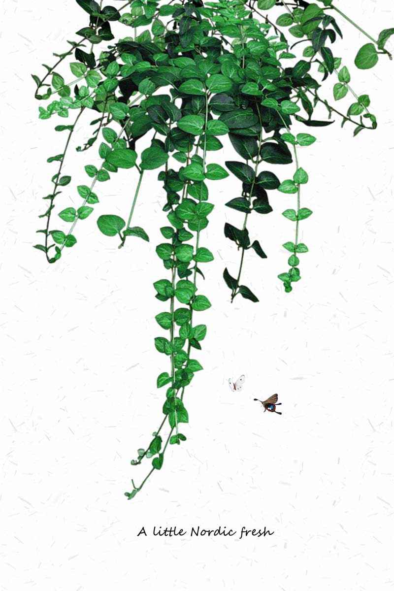 绿植slh-3284-(1)